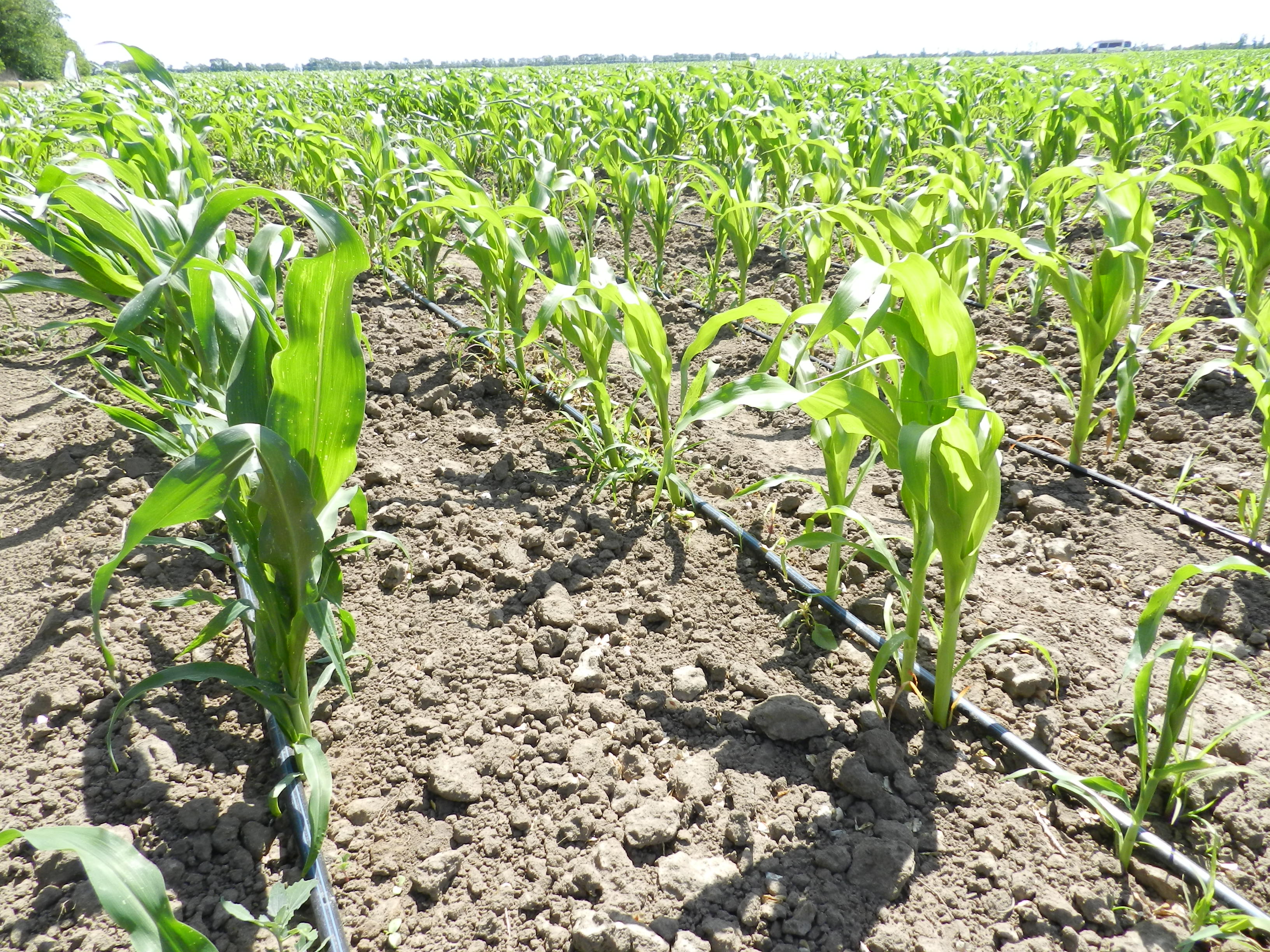 Полив збільшує ефективність виробництва кукурудзи
